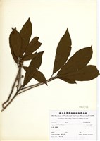 藏品(霧社木薑子)的圖片